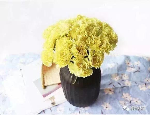 父亲节送什么花