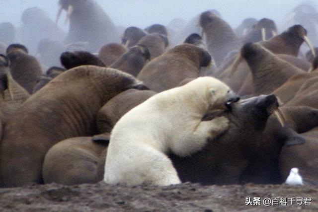 海象吃什么