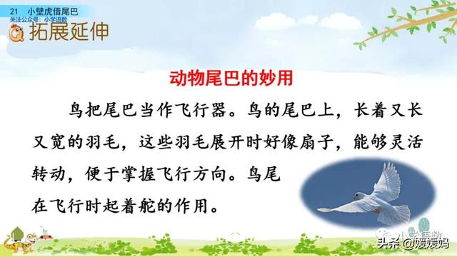 一年级下册语文课文21《小壁虎借尾巴》图文详解及同步练习