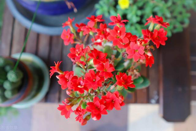 20种常见的“安全花”，家里有孕妇小孩也不怕，无毒无害很安全