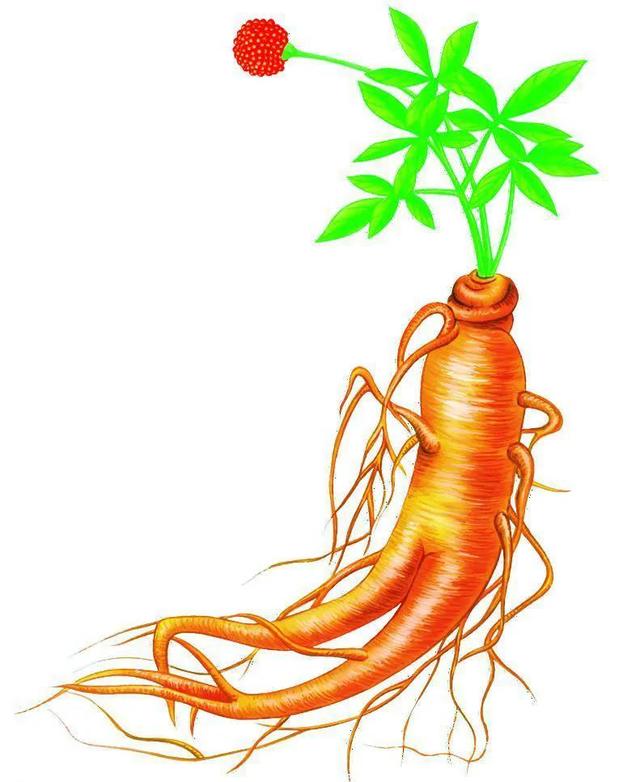 阴阳两虚、气血亏虚、寒热虚实庞杂,但虚不受补,常用仲景薯蓣丸9642 作者:admin 帖子ID:12919 阴阳两虚、气血亏虚、寒热虚实庞杂,但虚不受补,常用仲景薯蓣丸9642 作者:admin 帖子ID:12919