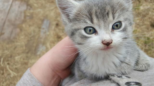 可爱小猫咪 可爱小猫咪（可爱小猫咪卖萌图片） 动物