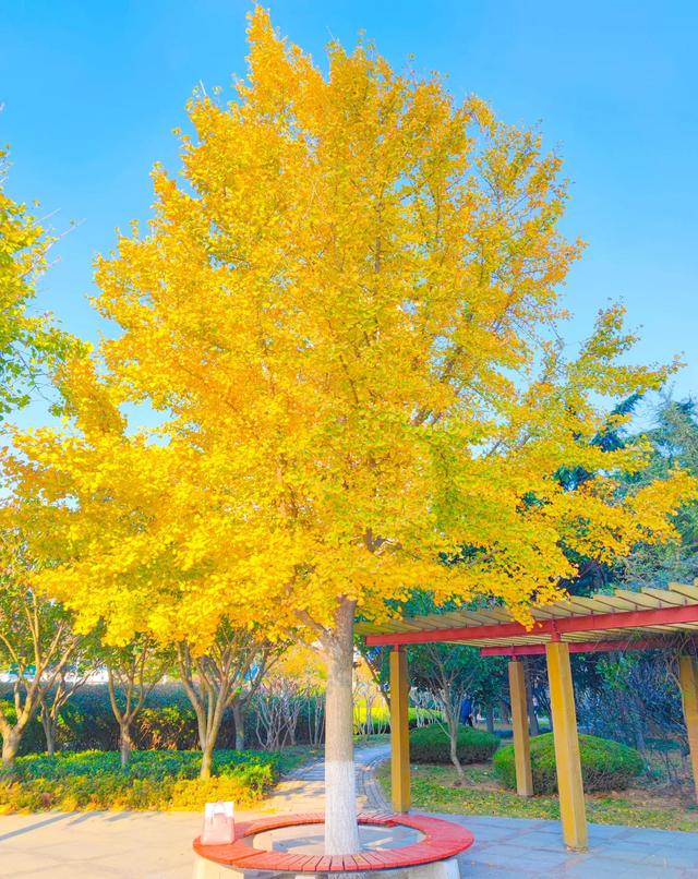 优美散文诗短篇（一片最美的叶子）