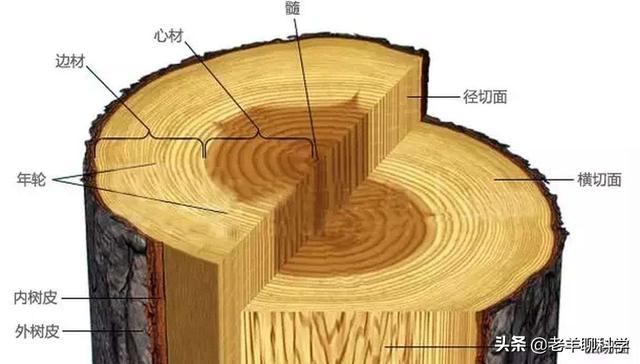 金丝楠木树苗