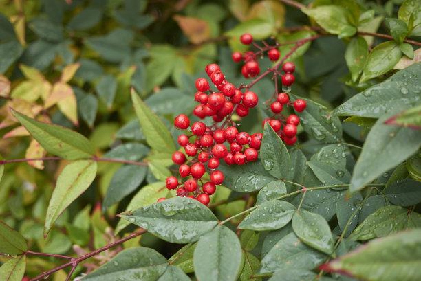 农村常见5种植物 却全都含 剧毒 有人常常吃 遇到要警惕 全网搜