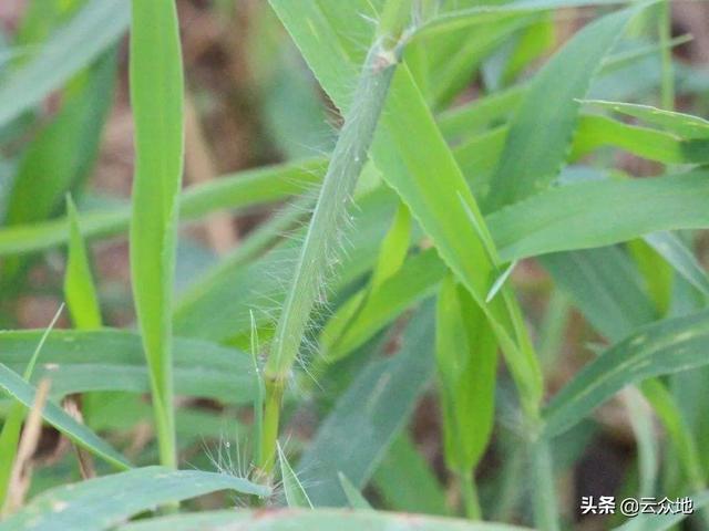 多次施药没除掉马唐，能用什么药除？推荐以下安全性较好的药剂2