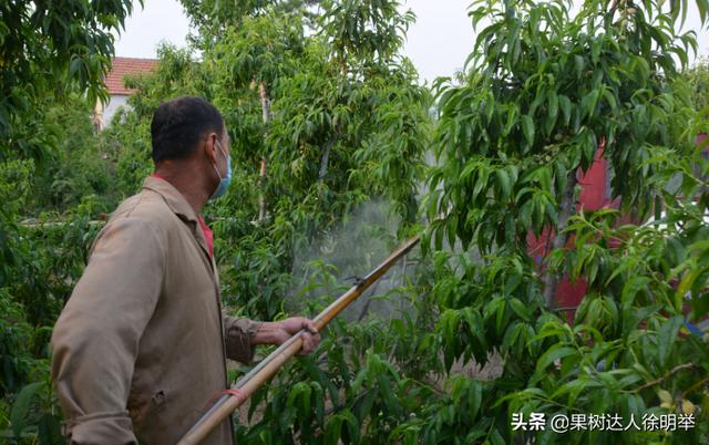 桃子在成熟时的有些地方烂果严重，什么原因，怎么解决呢12