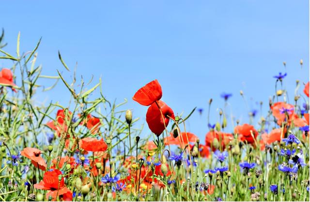 花卉知识（花卉知识产权保护现状情况）