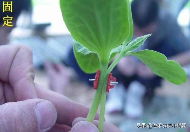 黄瓜苗期巧嫁接，轻松解决产量低、品质差、病害多等种植难题11