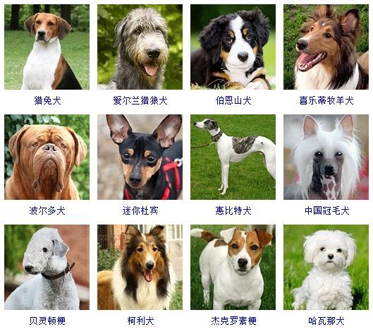 名犬图片大全