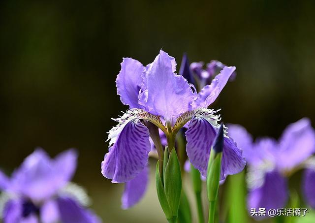 鸢尾花代表什么意思(鸢尾的花语和寓意是什么)