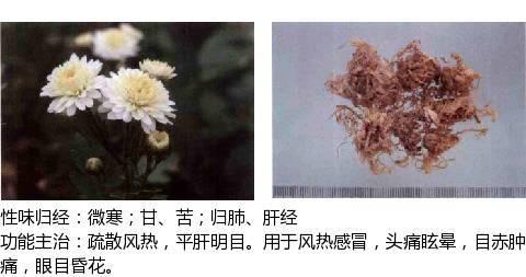 中兽药之辛凉解表药物介绍及用量附解表中兽药的区别