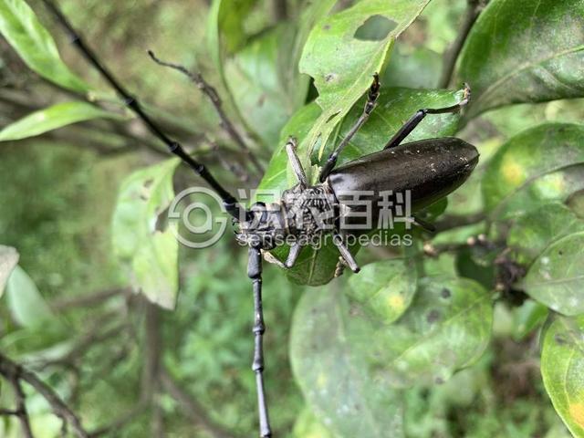 果园减产就因为它，六类害虫图鉴！最爱啃食果树叶片