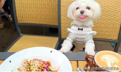 上海宠物狗专卖店