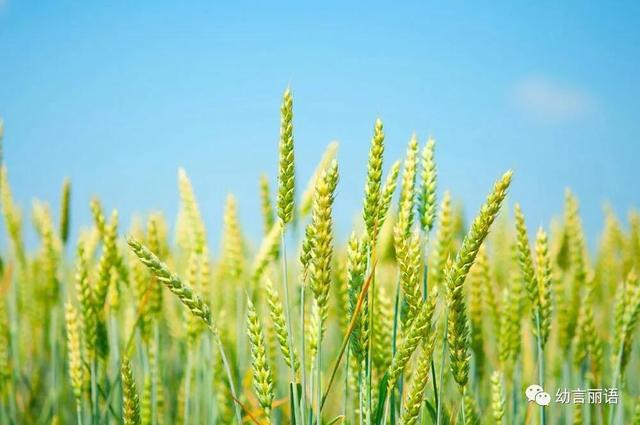 让美育走进家庭之手指印画—小麦