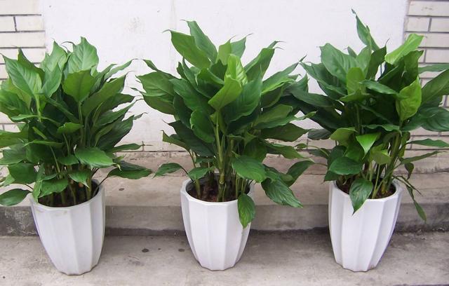 万年青适合室内养吗(万年青适合在室内养花吗)