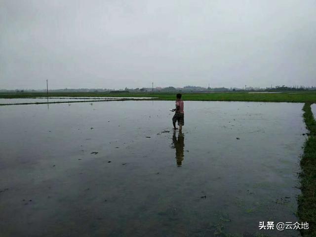 丙草胺是水稻直播除草的好药，掌握正确用法，除草少花钱2