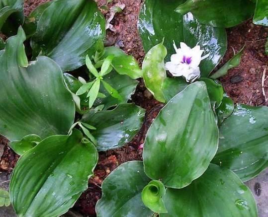 沙姜栽培技术 沙姜高产种植技术1