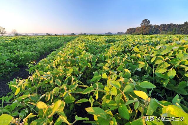 大豆总是重茬？施肥多却产量低？学会一个办法，轻松增产增收6