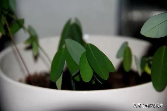 跳舞草图片 跳舞草图片（跳舞草图片种子） 生活