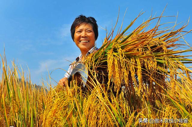 种植水稻巧补硅，前期长势好、后期产量高！水稻硅肥正确使用方法