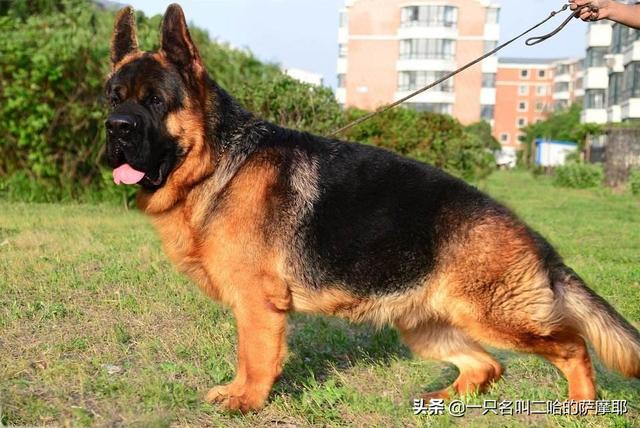 锤系德牧犬舍 锤系德牧犬舍（西安德牧犬舍） 动物