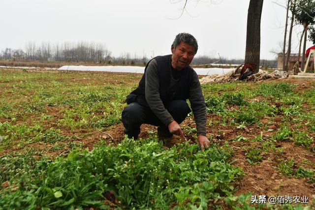 2021年热门中药材，自带**害虫免疫系统，亩种植成本千元左右5