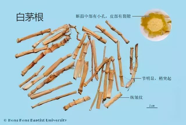 每天学习一味中药——白茅根
