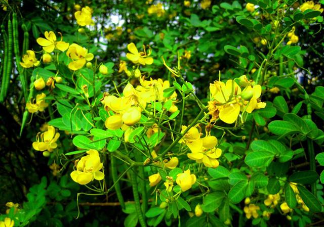 蛇灭门草图片（农村常见植物蛇灭门的功效与作用）