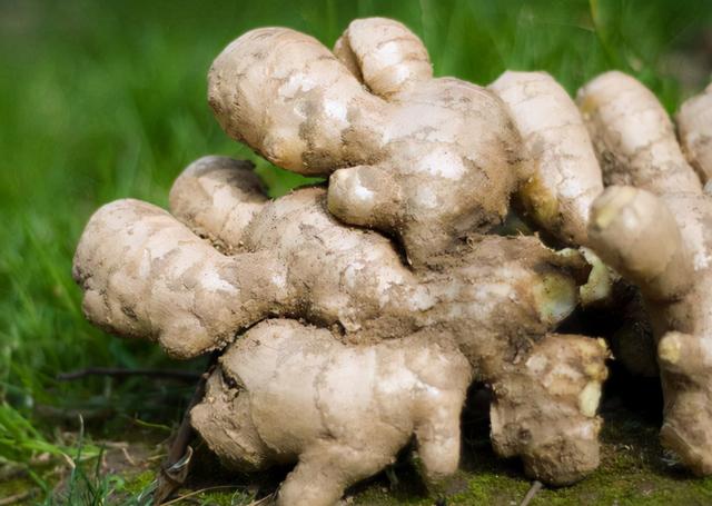 年纪越大，膝盖越疼？医生呼吁：56岁后常吃这5物，或可缓解