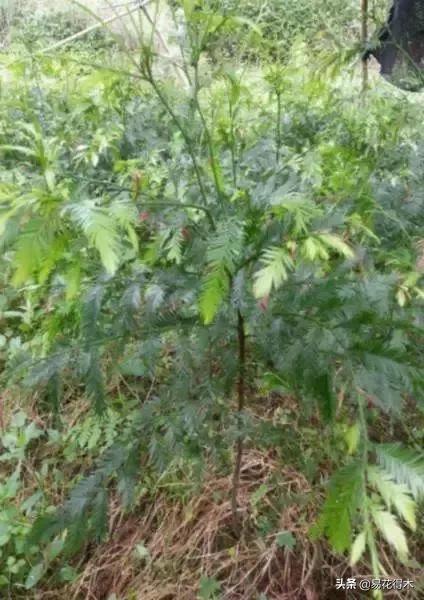勐腊螺旋洗砂机批发