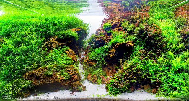 水草造景图片