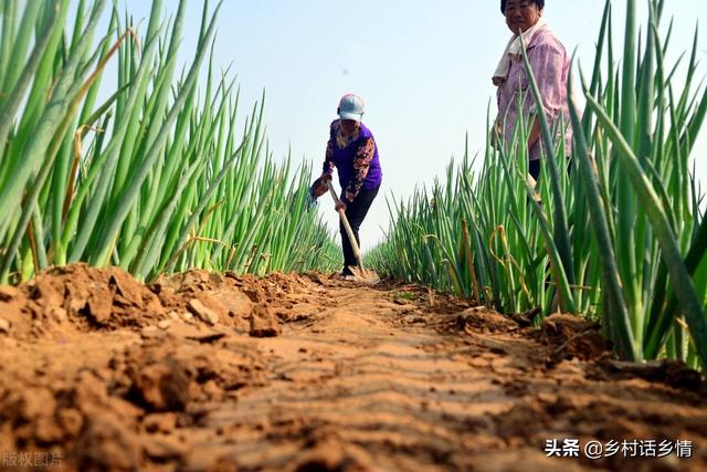 大葱和韭菜干尖黄叶，可别乱施肥、乱打药，对症防治才有效3