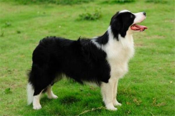 世界十大名犬排名