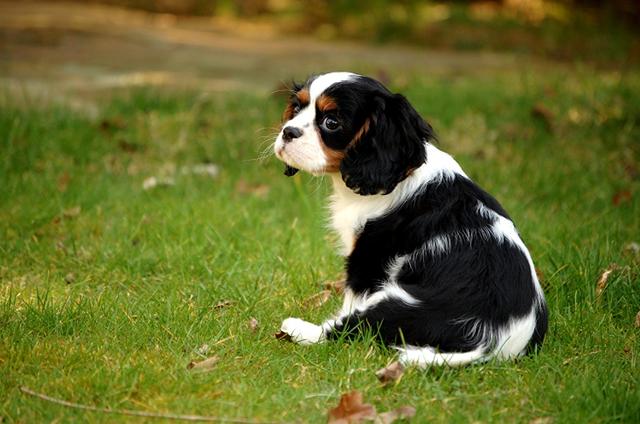骑士查理王小猎犬