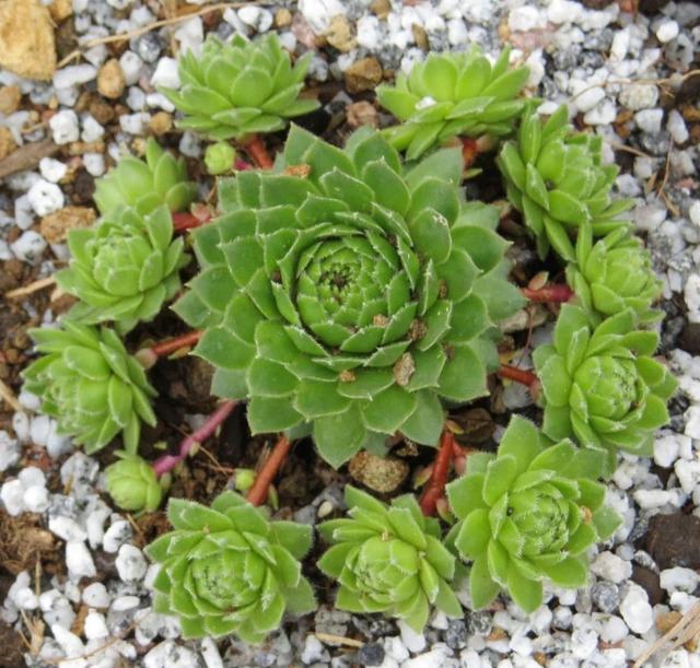 长生草 长生草（长生草的养殖方法和注意事项） 生活