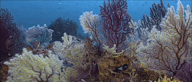 16部超赞自然纪录片，让孩子足不出户看到地球的“真实面目”！