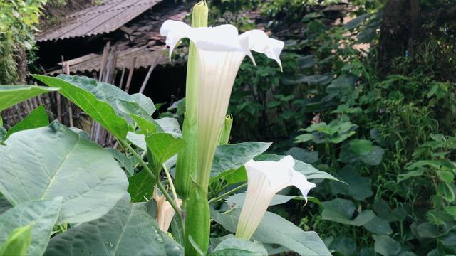 曼陀罗花有什么功效