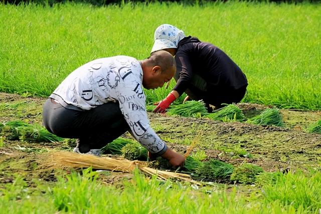 韭菜田韭蛆严重，不知咋防治？分享3个独特方法，再也不用发愁了5