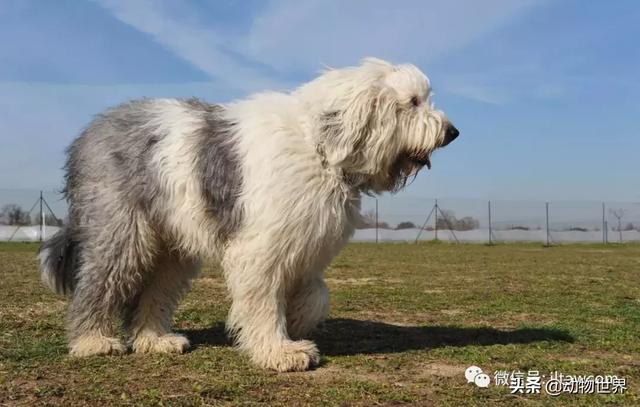 古代牧羊犬 古代牧羊犬（古代牧羊犬图片） 动物