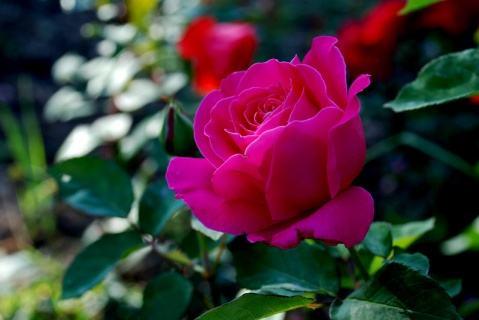 花名怎么取