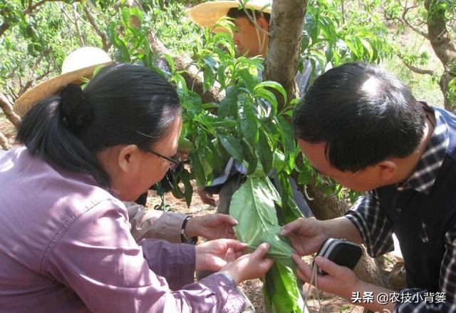 蓟马频发生、作物常受害，虫害防不住、害虫杀不死，怎么办？8