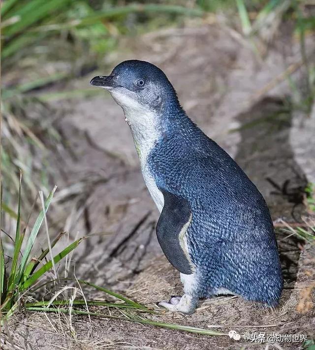 企鹅生活在哪里