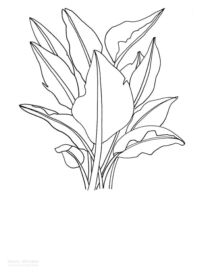 网红植物天堂鸟线条画教程(彩色铅笔画天堂鸟)