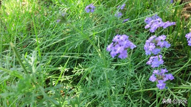 北方宿根花卉 北方宿根花卉（北方宿根花卉有哪些种类） 生活