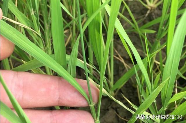 紧急情况，接下来水稻除草剂药害大面积出现，该如何补救呢？