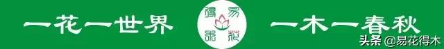 发财树的叶子发黄干枯掉落什么原因 发财树的叶子发黄干枯掉落什么原因  发财树的叶子发黄干枯掉落什么原因怎么补救 生活