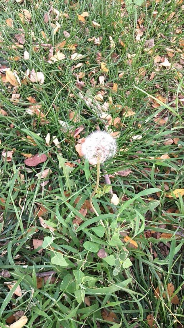 花卉名称