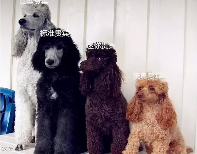 贵妇犬