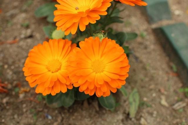 calendula